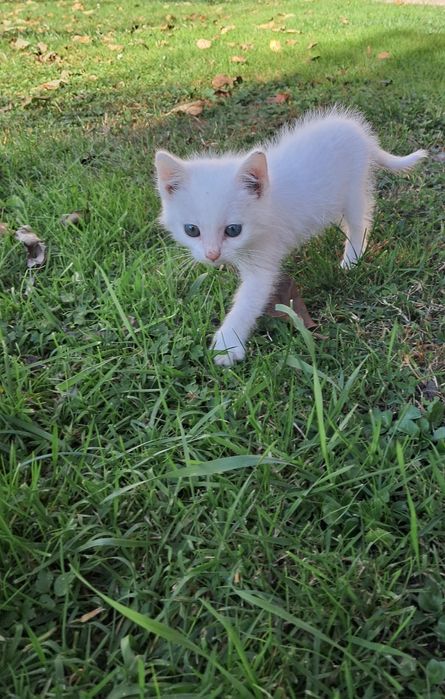 Кошеня в добрі руки