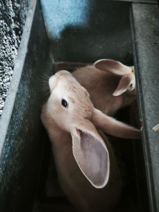 Coelhos láparos Leonardo Borgonha