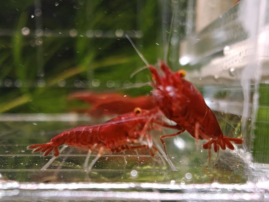 Krewetki Neocaridina Bloody Mary OE