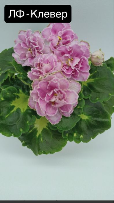 Терміново продам фіалки!