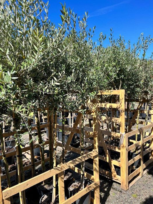 Oliwka europejska - Olea europea HURT/DETAL