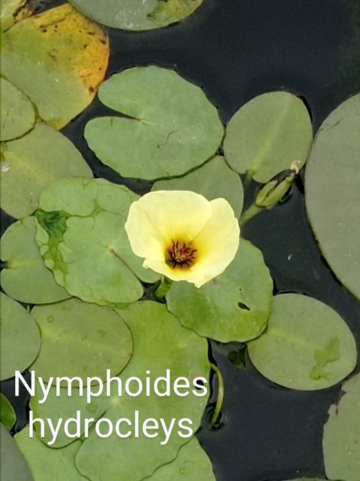 Disponíveis plantas para lagos