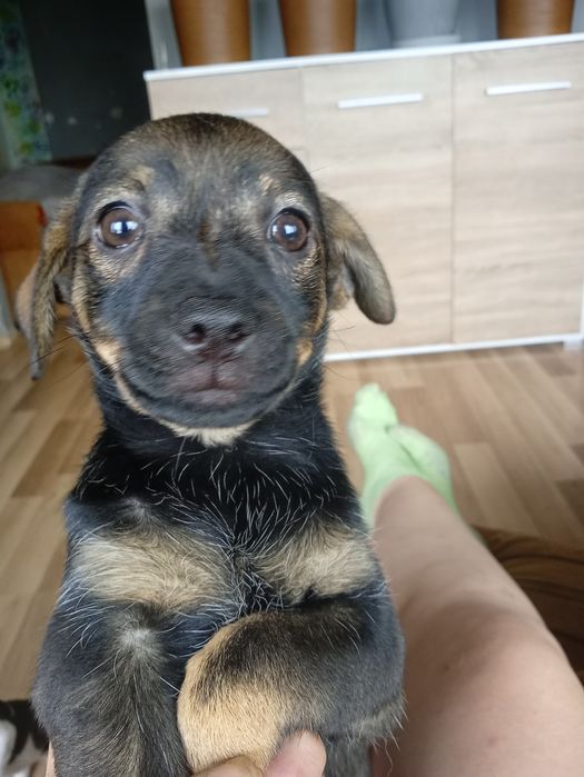 Oddam suczkę w dobre rece