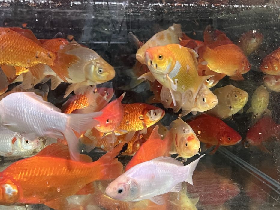 Ryba do oczek wodnych , stawów - karas ozdobny 15cm -18 cm