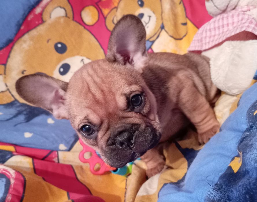 Buldog  francuski szceniaki