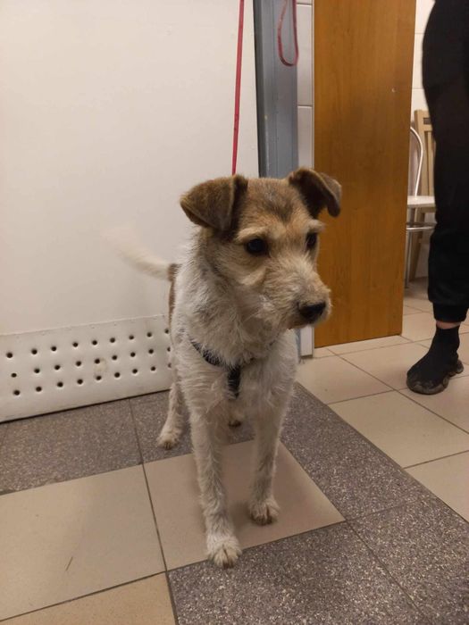 17.01.25 pies znaleziony w Chojnicach