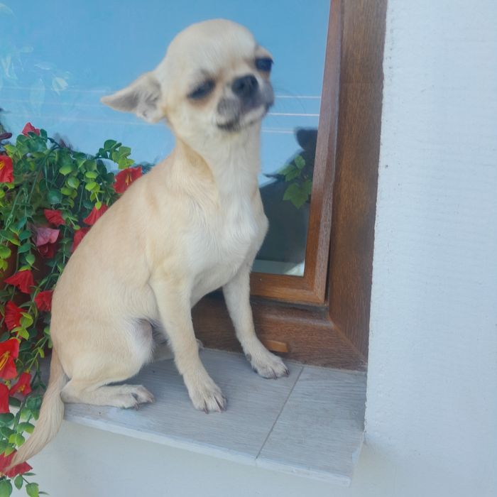 Dziewczynka rasy chihuahua, 6 miesięcy.