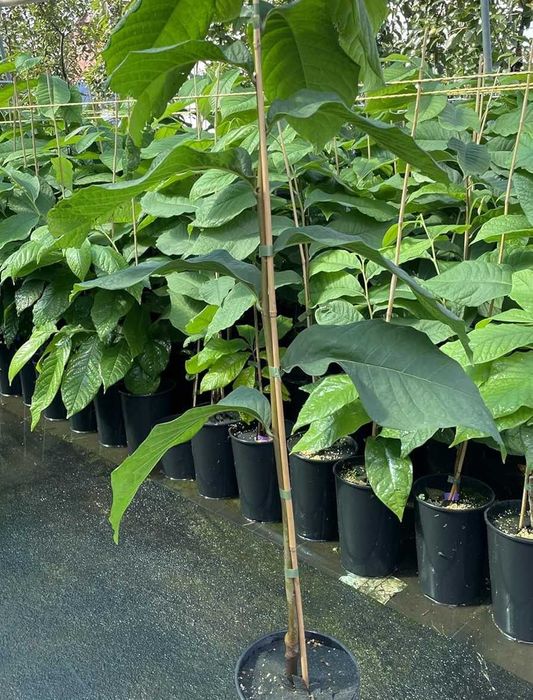 Asimina Triloba (Paw Paw) – Única árvore tropical que resiste ao Frio!