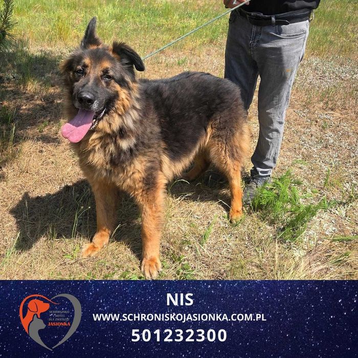 owczarek niemiecki mix NIS - Schronisko Jasionka