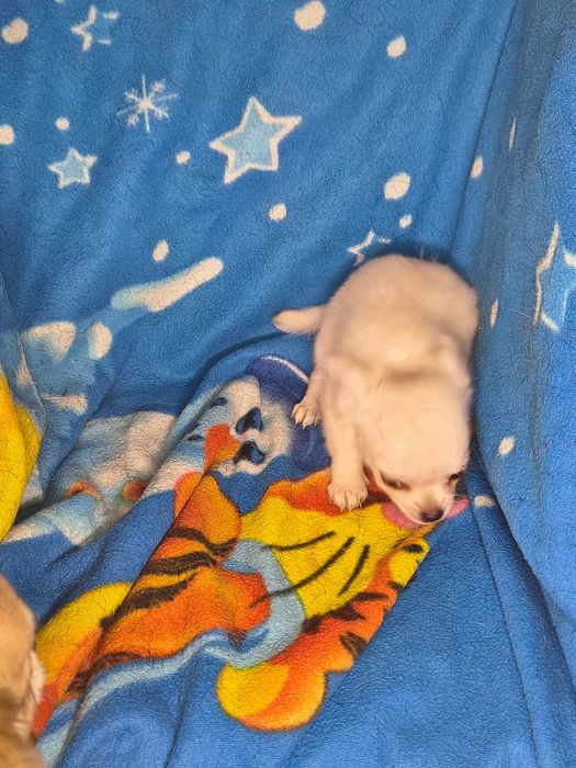 Mały Piesek Chihahuaha