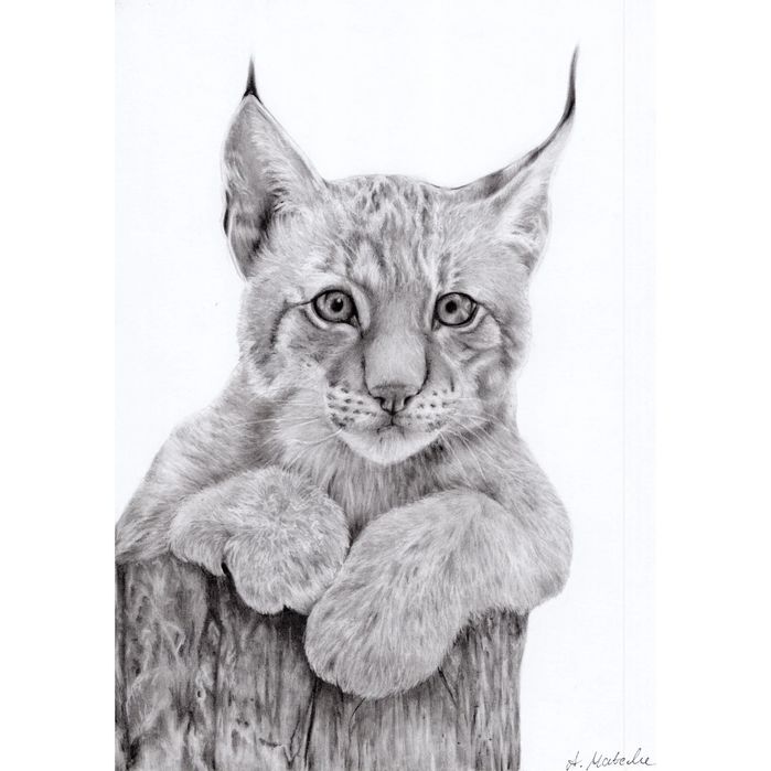 Rysunek rysia, psa- format A4