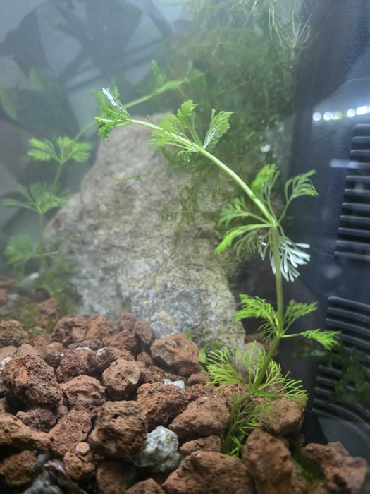 Plantas aquário