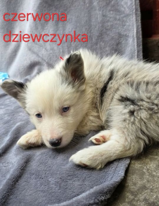 Piesek border collie biało-czarny/ blue merle z rodowodem