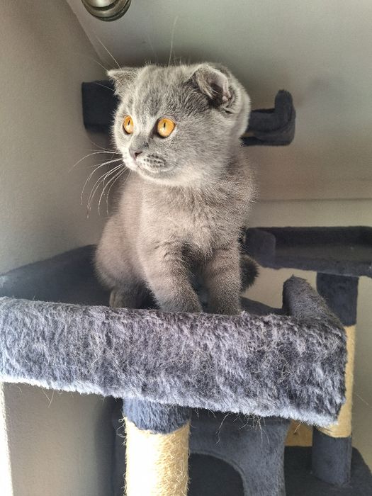 scottish fold fêmea