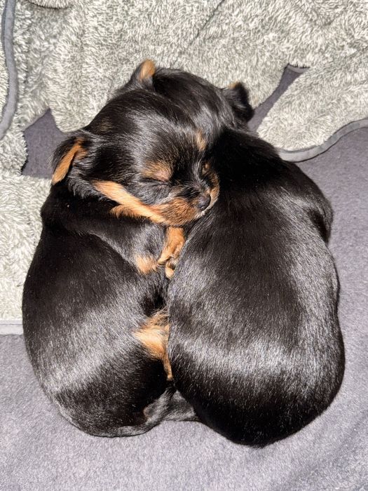 Йорк,Йоркширский терьер