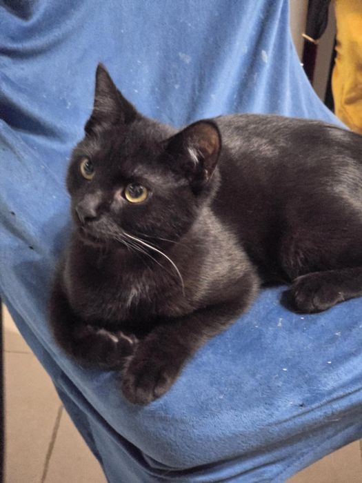 Piękności takie do adopcji