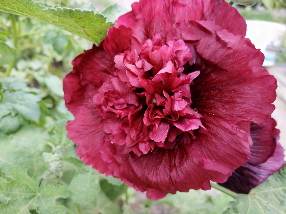 Семена махровой полной мальвы из моего сада