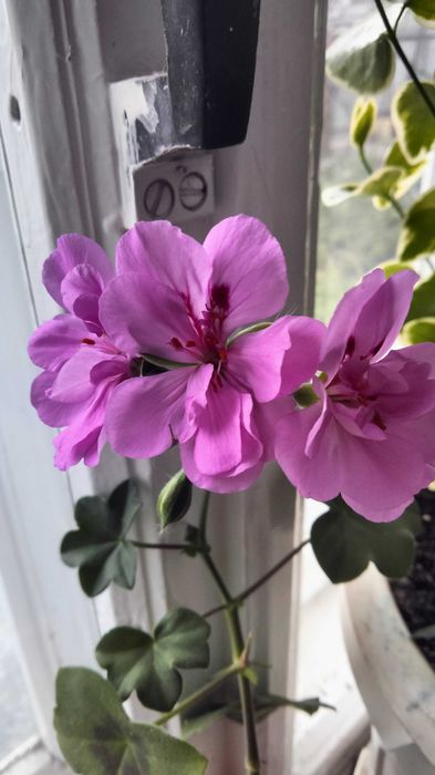 Пеларгония королевская