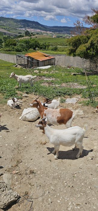 Lindas Cabras anãs