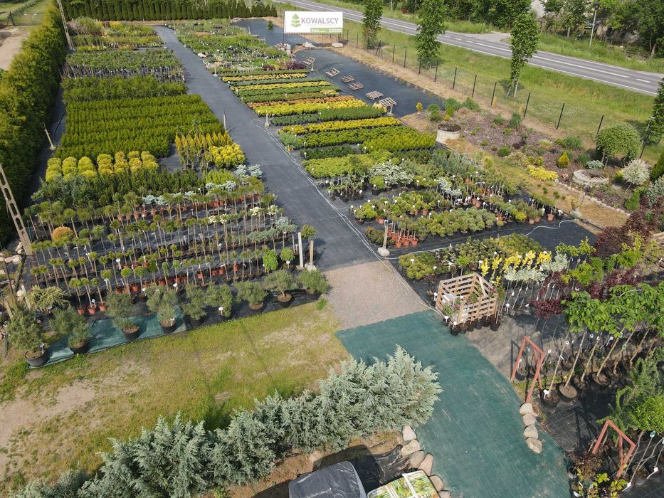 Tuja Szkółka Roślin Ozdonych Kowalscy grupa