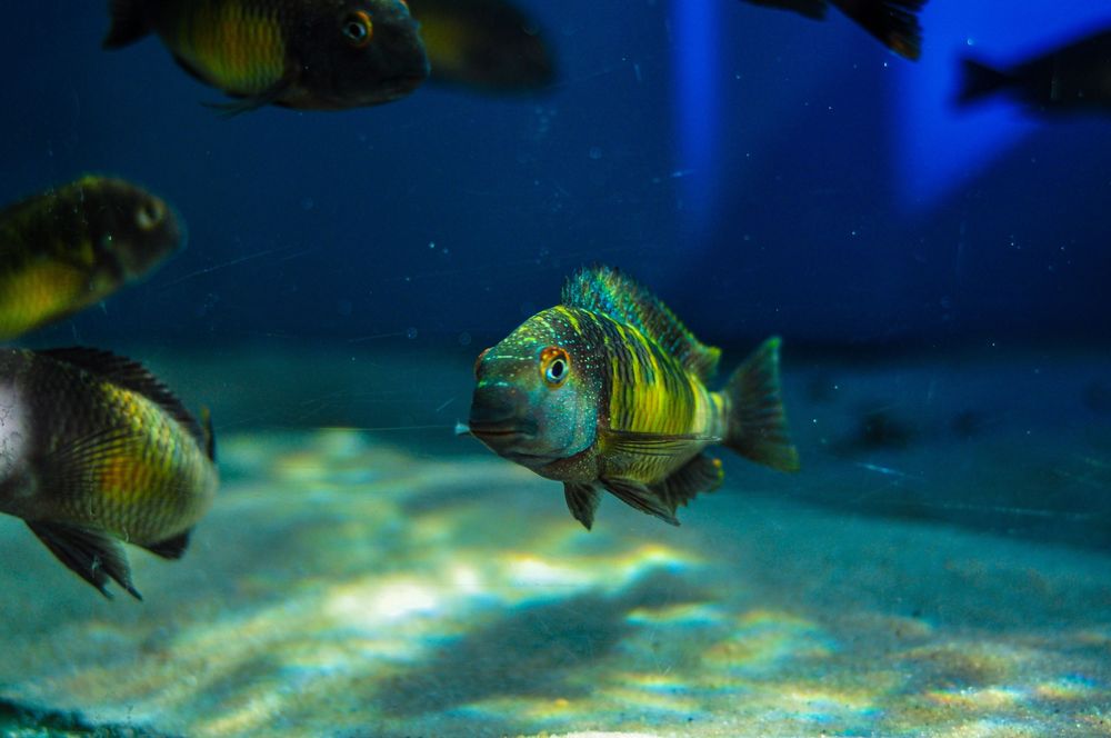 Tropheus Kalambo, ciclideos africano, tanganyika