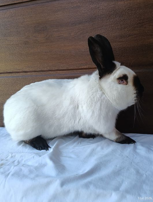 Kalifornijski Czarny Hawana Rodowód Samice