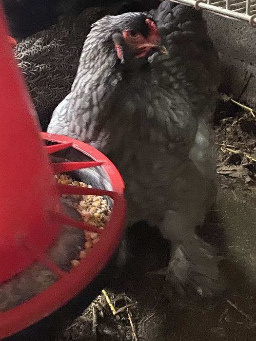 Ovos de brahamas e indio gigante