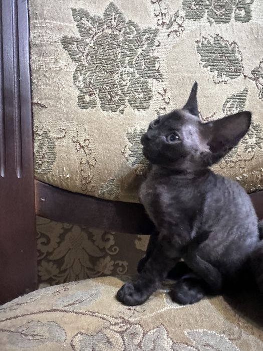 Кошеня Девон Рекс