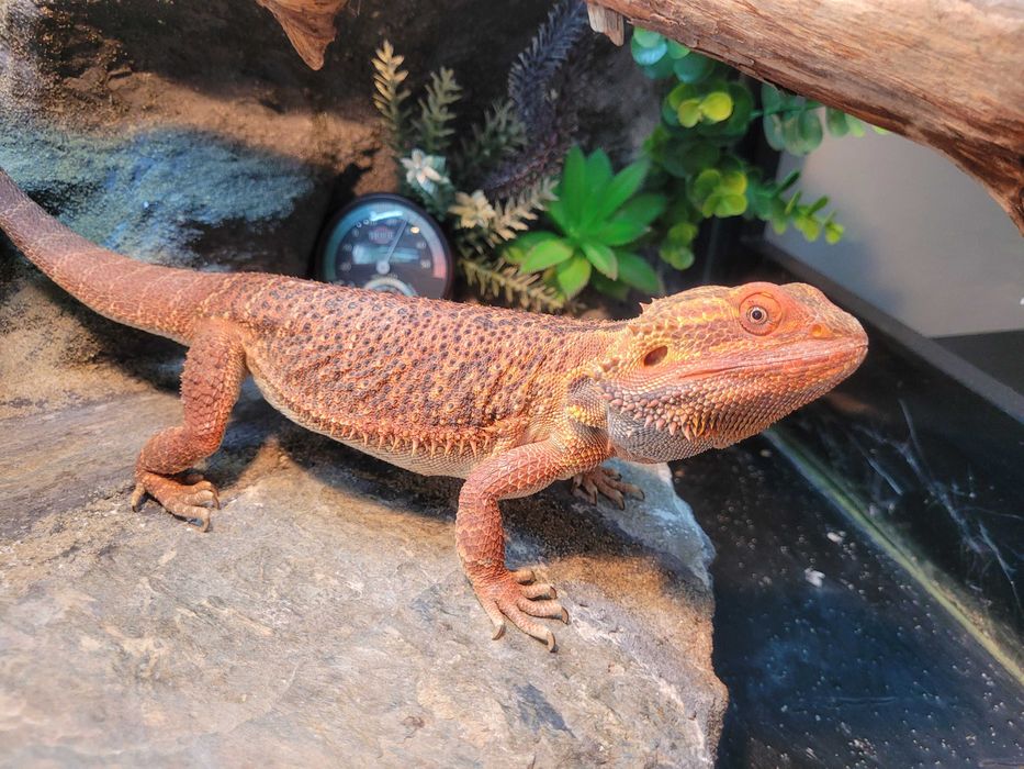 Agama brodata Orange 5 lat