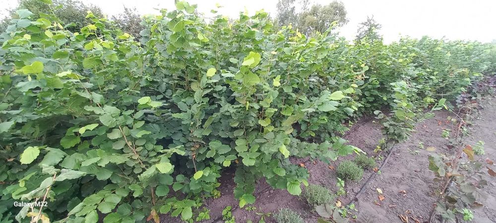 3 річні саджанці фундука сорту Каталонський