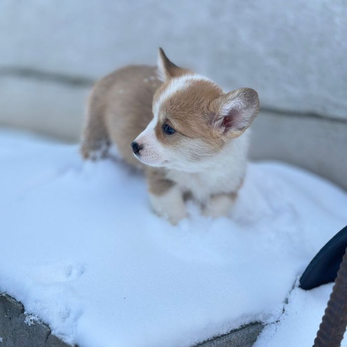 Дівчатка та хлопчики Коргі,  гарний вибір