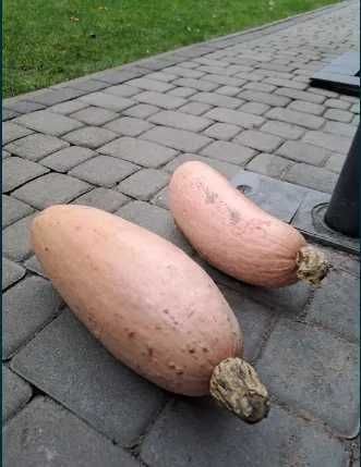 Dynia bananowa - bardzo słodka Nasiona