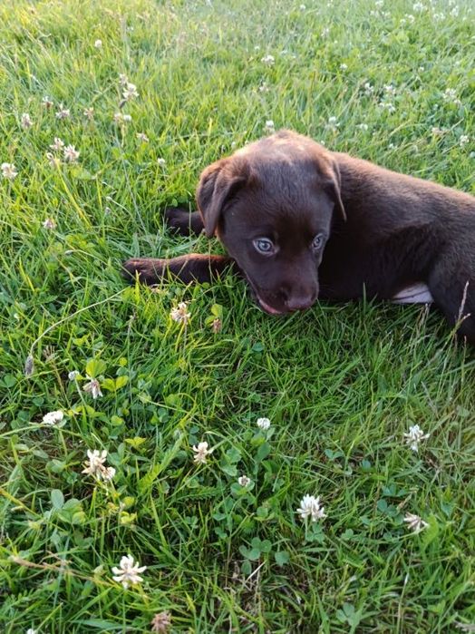 Labrador Retriever