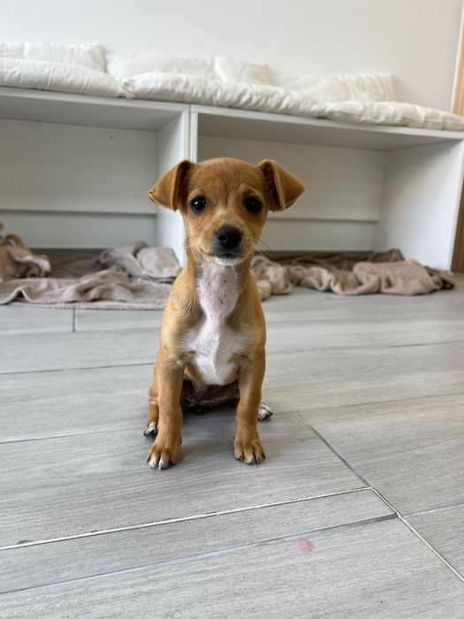 Yara - xPinscher, 3.5 meses, 1.2kg