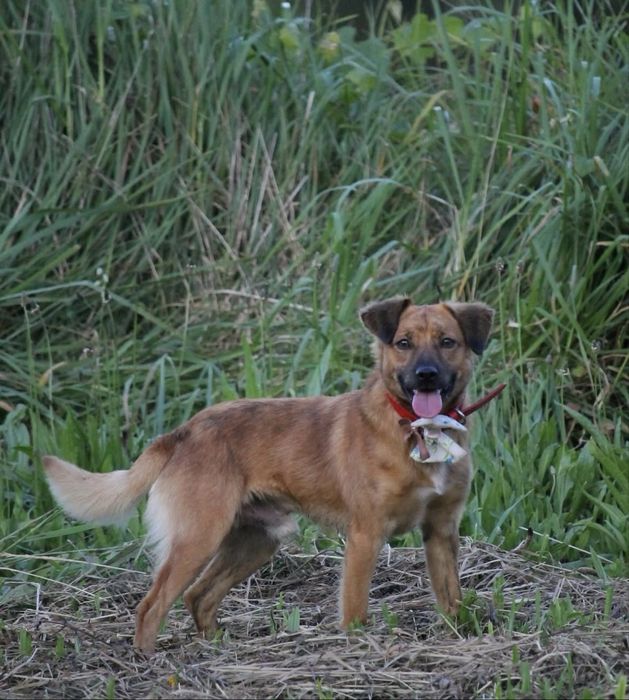 Cãozinho jovem para adoção responsável