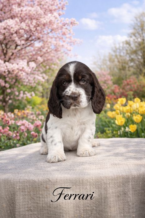 Cocker Spaniel Angielski