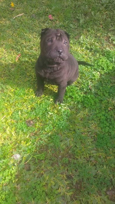 Shar pei fêmea linda
