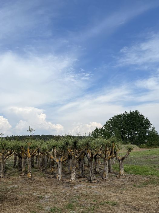 Venda de Plantas/Árvores