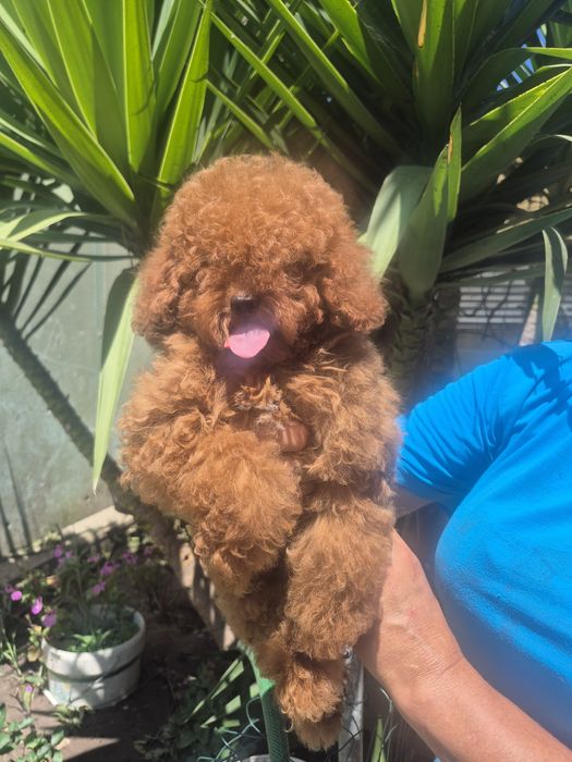 Caniche toy Red Braun