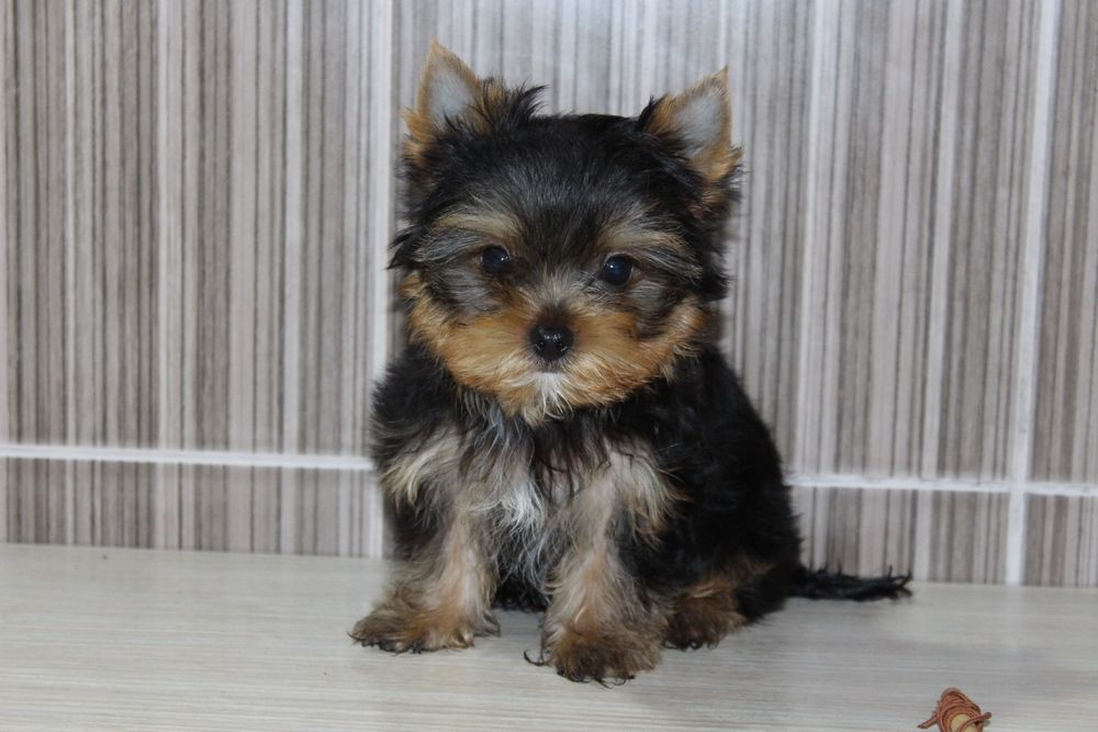 Малыши Йорка ищут мам и пап