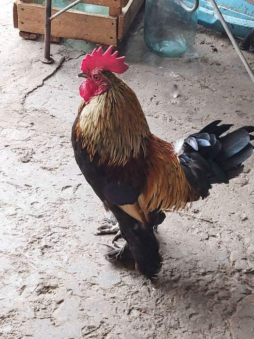 Петушки и курочки декоративной породы бентамки.