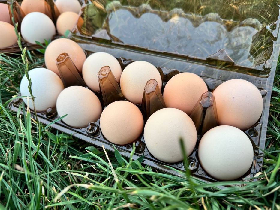 Продам домашні яйця
