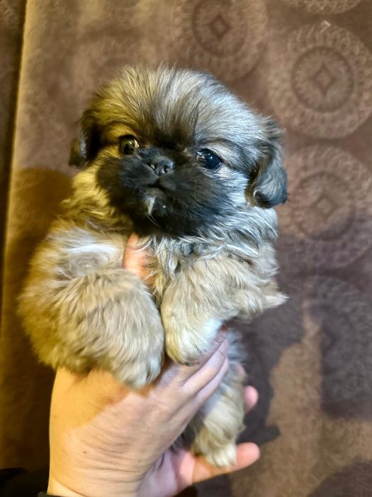 Pekińczyk   miniaturka  suczka wesolutka laleczka