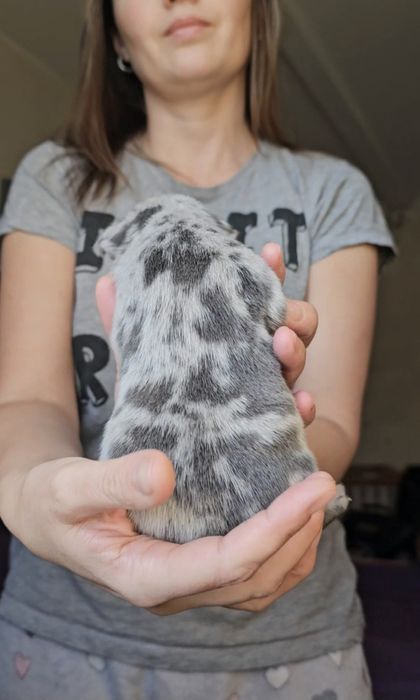 Blue merle хлопчик