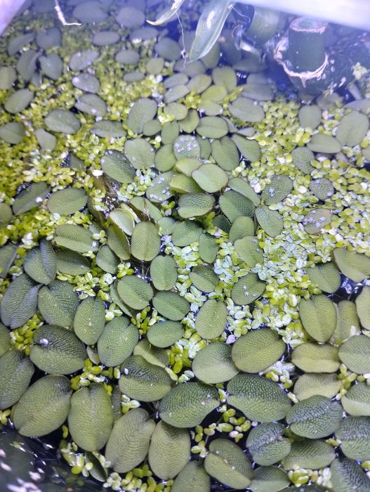 Plantas para aquário