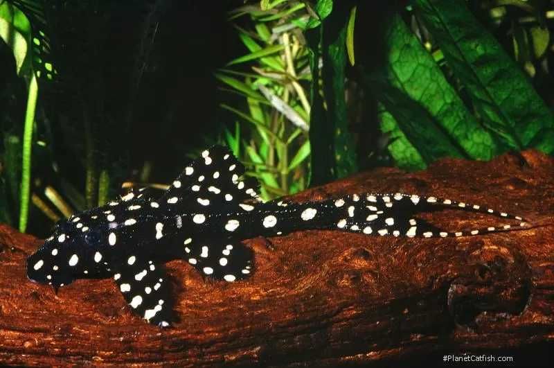 Rybki do akwarium - Glonojad Zbrojnik Adonis L155