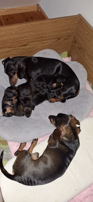 Jamnik miniaturka REZERWACJA