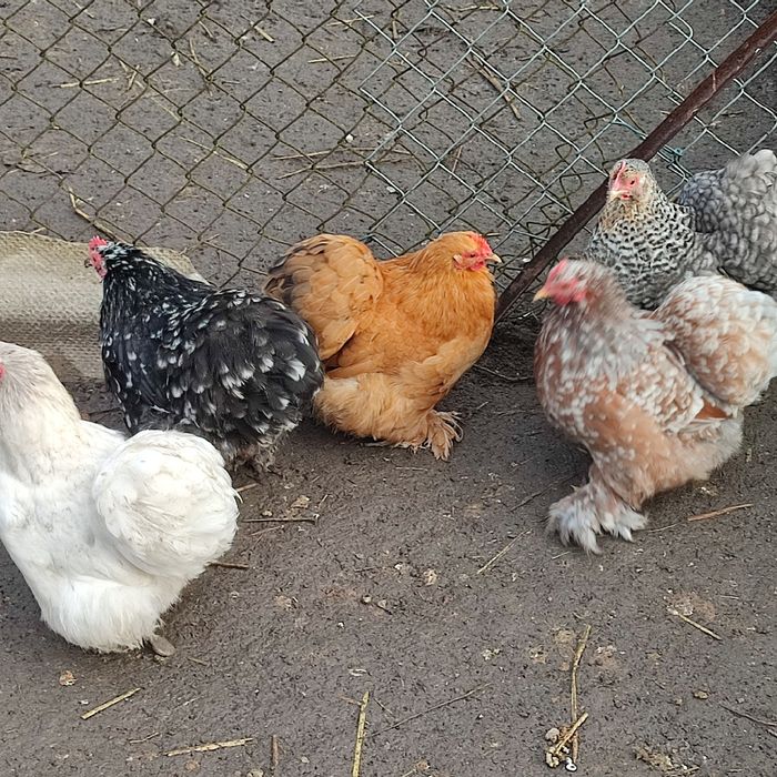 Jajka lęgowe karzełek kochin jaja