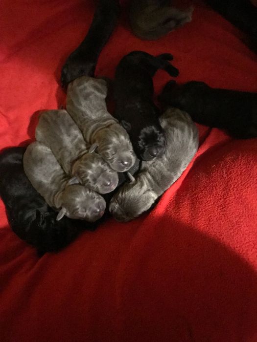 Цуценятки Кане-корсо