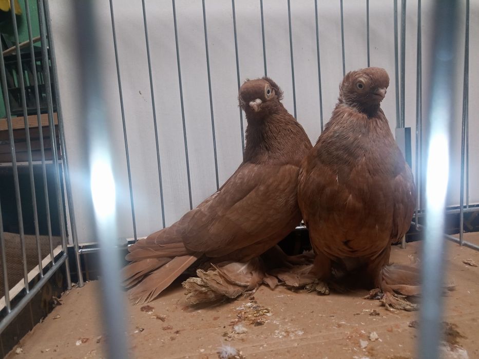 Wywrotki  wywrotek mazurskie para